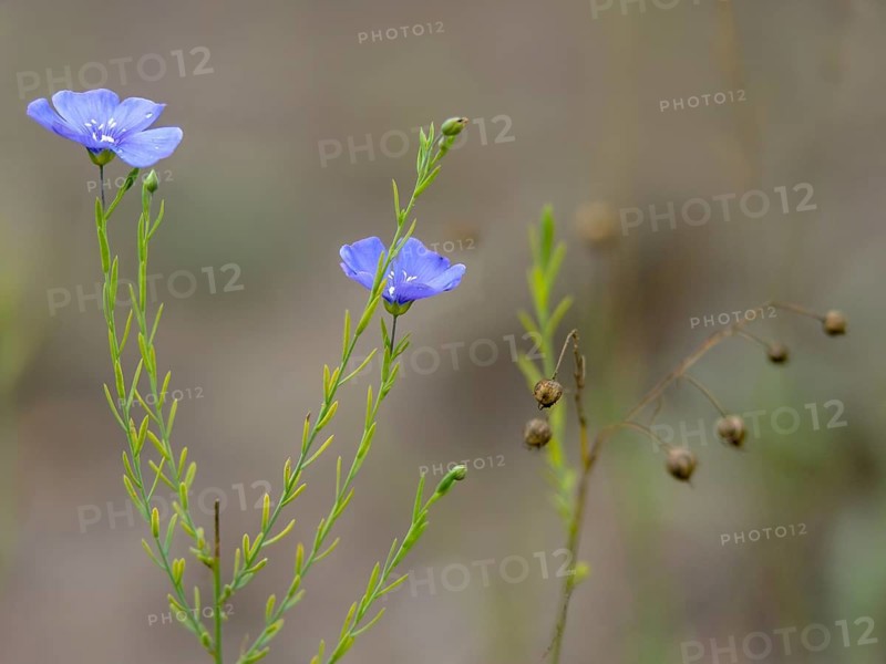 Asian Flax, Austrian Flax, Brandenburg, Germany, flax, linaceae, Linum Austriacum, Nabu, Nabu project, national natural heritage, natural paradise Grünhaus, post-mining landscape, flora, green house, plants, plants, Austrian flax
