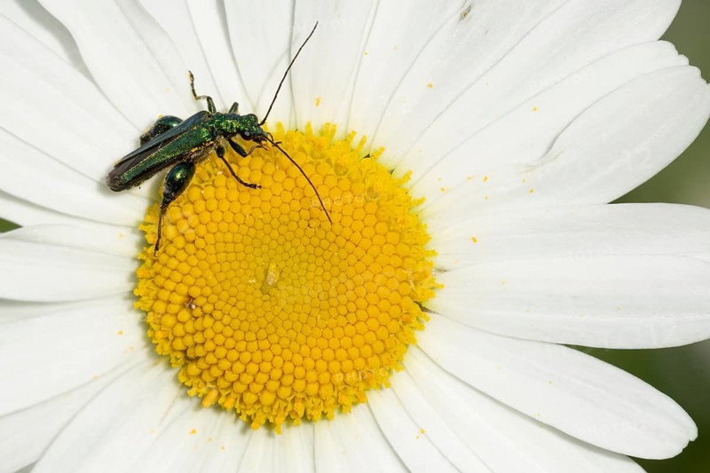 Thick-legged flower beetle (Oedemera nobilis) adult insect on an Oxeye daisy flower in summer, Suffolk, England, United Kingdom