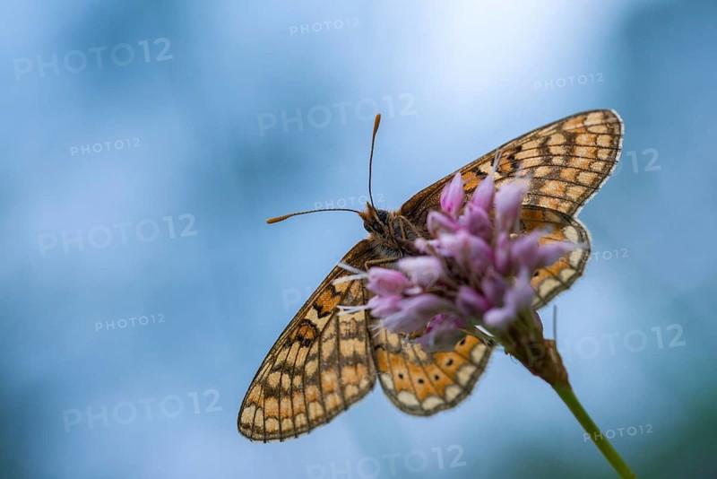 Bite check moth, bite tick moth, euphydryas aurinia, eurodryas aurinia, golden tick moth, green ribbon, marsh fritillary, melitaea aurinia, scabiotic tick moth, butterfly, insects, butterfly, butterflies, butterflies