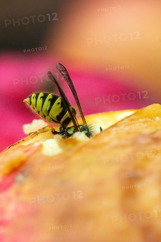 German wasp, real wasp, German wasp, hymenoptera, short-headed wasps, vespula germanica, on apple, on food, on fruit, apple, wrinkle wasps, high size, portrait format, insects, fruit, wasp, wasp