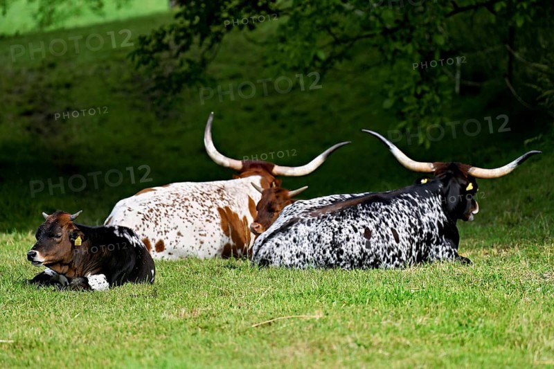 Texas Longhorn cows with calves sitting in a meadow, Meienberg, Aargau Canton, Switzerland