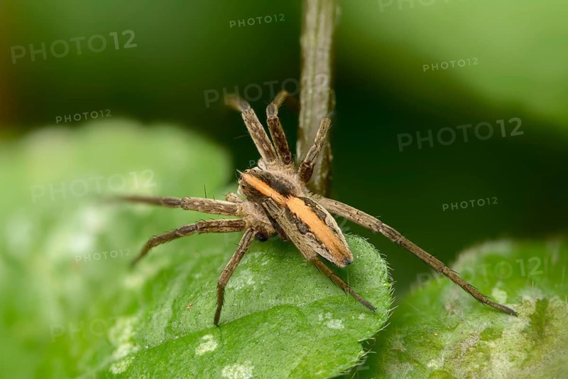 Araneomorphae, bridal gift spider, real web spiders, list spider, nursery web spider, pisaura mirabilis, hunting spiders, spiders