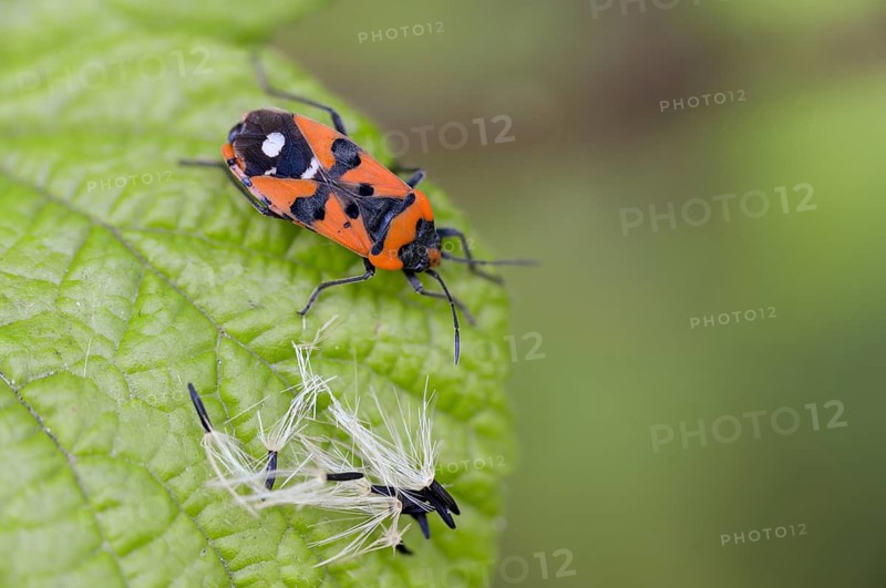 Lygaeus equestris, knight bug, black and red bug, ground bugs, insects, bugs