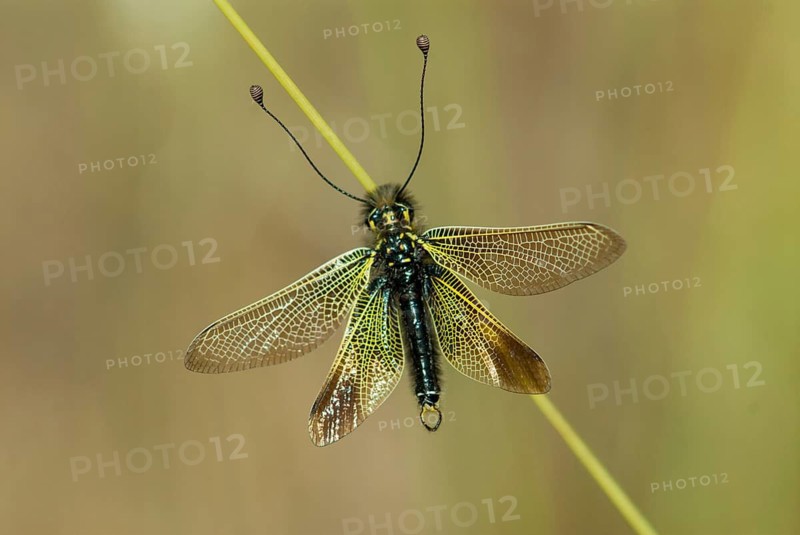 Baetian owlfly, baetian butterfly shaft, dragonfly baeticus, butterfly, extremadura, insects, web-wing, butterfly, Spain