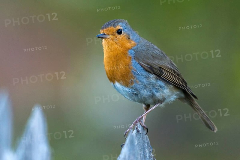 Erithacus rubecula, robin, robins, birds, garden, garden fence, passeri, songbirds, songbirds, birds