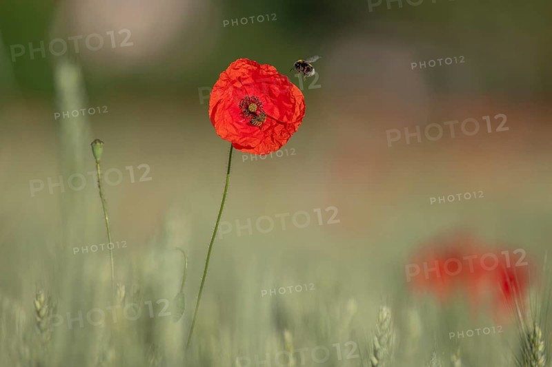 Red poppy stands alone in the field. A bee is sitting on a flower. The sky is clear and the sun is shining on the natural scene. Bas Rhin, Alsace, France
