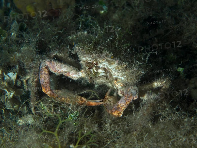 Small crab, Mediterranean spider crab (Maja crispata), covered in seaweed, almost invisible on the seabed, dive site: Hausriff, Stoja, Pula, Croatia, Mediterranean Sea