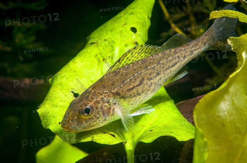 Gymnocephalus cernuus, tadfish, pope, ruff, fish, fishes, pisces