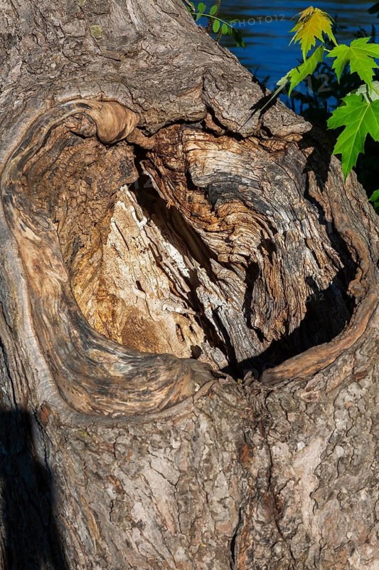 Large deep cavity surrounded by thick callus growth on old decaying deciduous tree trunk where a big branch broke off, Quebec, Canada