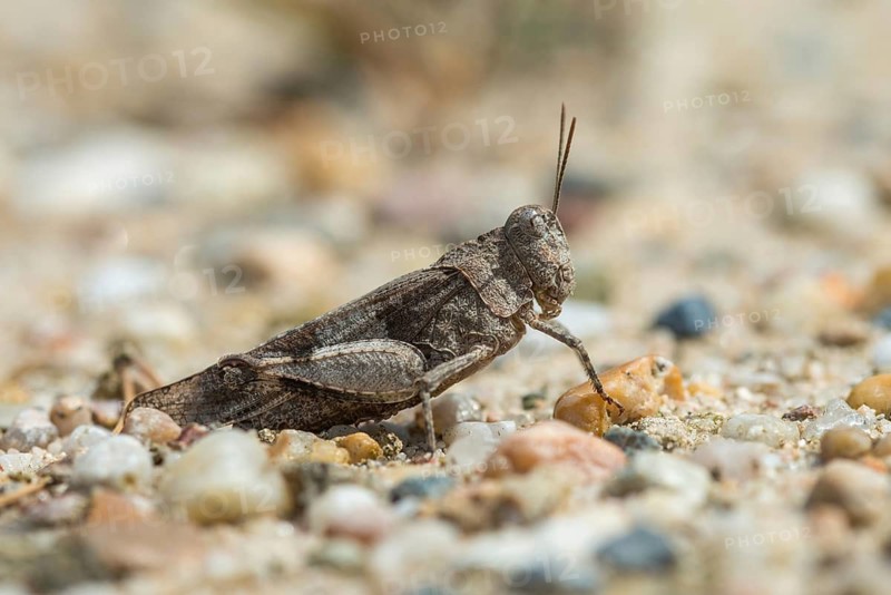 Blue-winged wasteland scare, caelifera, short-feeler scare, Oedipoda caerulescens, Oedipodinae, blue-winged grasshoppers, grasshoppers, grasshoppers, insects, wasteland scares