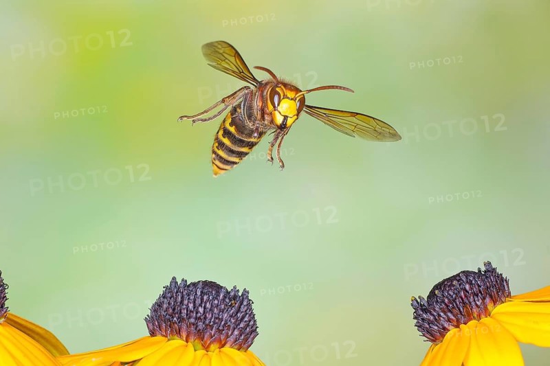 Hornet (Vespa crabro), in flight over the flowers of the yellow coneflower (Echinacea paradoxa) – wildlife, high-speed nature photography, insects, hornets, Siegerland, North Rhine-Westphalia, Germany
