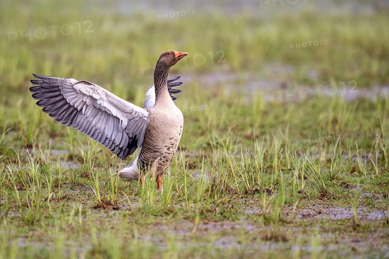 A greylag goose (Anser anser) flaps its wings in a wet meadow, Dümmer, Lembruch, Lower Saxony, Germany