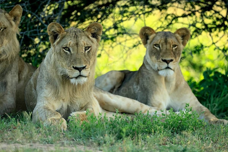 Lion (Panthera leo), adult, two, young male, young female, siblings, lying down, on the ground, resting, Kruger National Park, Kruger National Park, South Africa
