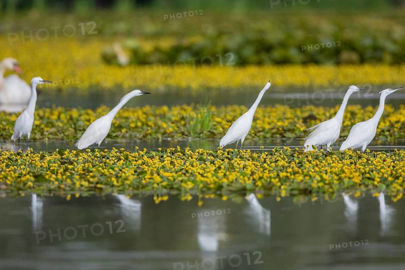 Little Egret (Egretta garzetta) Hungary