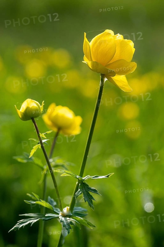 Budabin seed, buttercup, butter ball, butterrose, globe flower, goldhead, buttercup family, ball ranunculus, ranunculaceae, trollflower, trollius europaeus, flora, high size, portrait format, plants, plants