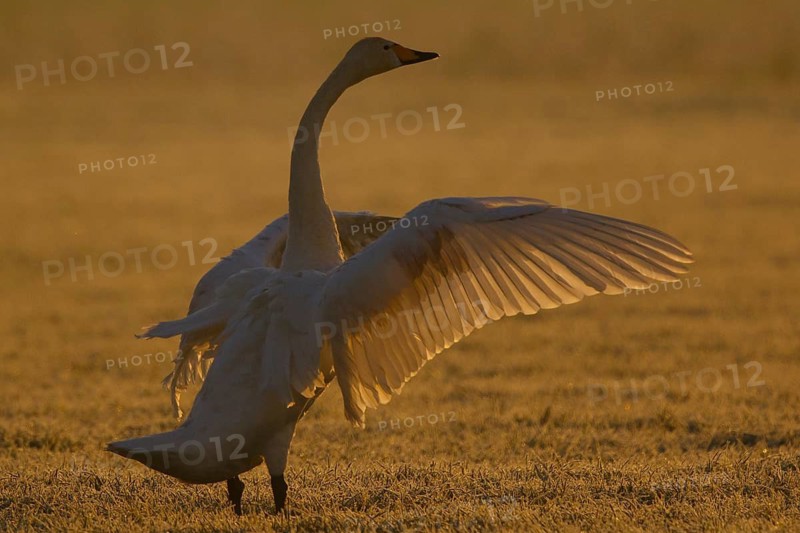 Whooper Swan (Cygnus cygnus) flapping, North Rhine-Westphalia, Germany
