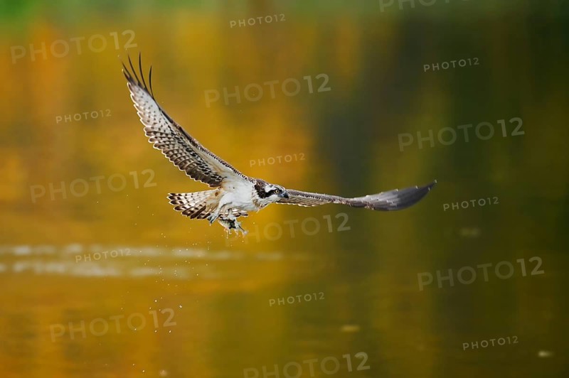 An osprey (Pandion haliaetus) flies over a lake with a fish caught in its talons, North Rhine-Westphalia, Germany