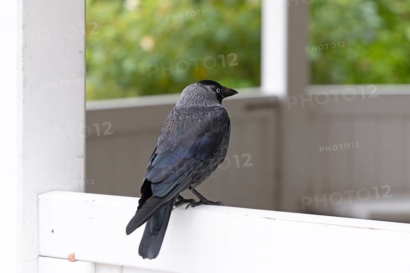 Jackdaw (Coloeus monedula), pavilion, Spiekeroog, East Frisia, Lower Saxony, Germany