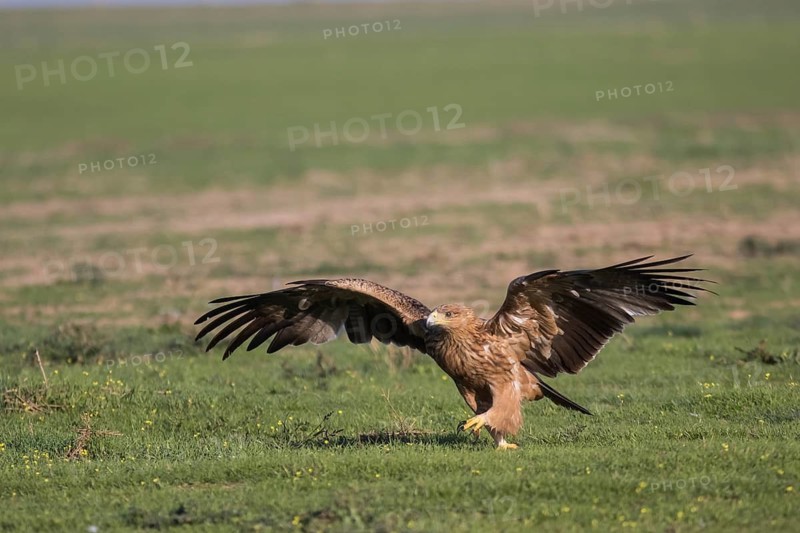 Juvenile Iberian Eagle (Aquila adalberti), Spanish imperial eagle, Extremadura, Castilla La Mancha, Spain