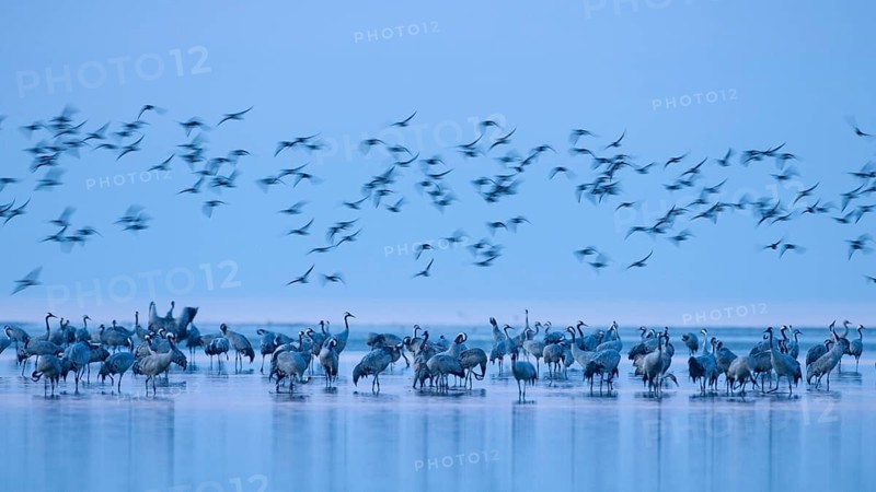 Roosting site for cranes (Grus grus) in the Vorpommersche Boddenlandschaft National Park, Zingst, Mecklenburg-Western Pomerania, Germany
