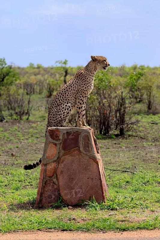 Cheetah (Acinonyx jubatus), adult, sitting, on a signpost, alert, Limpopo Province, Kruger National Park, South Africa