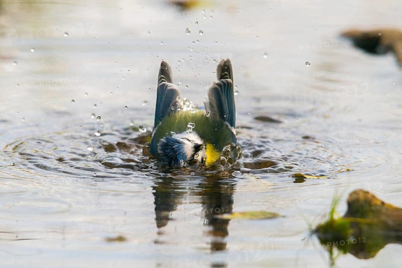 Blue tit, parus caeruleus, bath, bathe, bird bath, birds, tits, passeri, songbirds, tits, drinking water, birdbath, birds, watering place