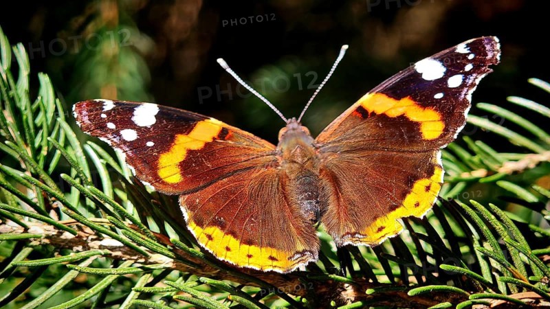 An admiral butterfly (Vanessa atlalanta) with outstretched wings is perched on a fir twig in the warm sunlight, Rennsteig, Frankenwald nature park Park, Upper Franconia
