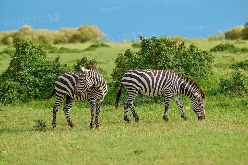 Two zebras stand in a green meadow in a peaceful savannah landscape, Quagga (Equus quagga), Masai Mara National Reserve, Narok County, Kenya