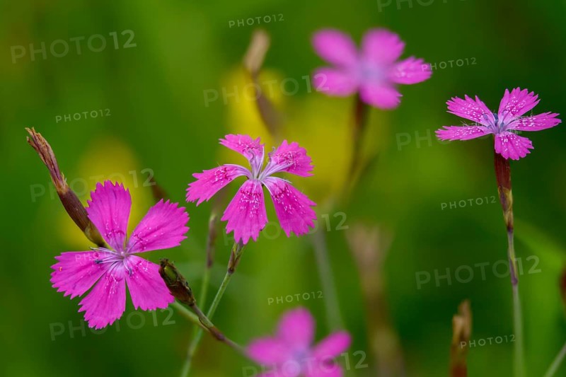 Caryophyllaceae, Dianthus deltoides, heather clove, flora, maiden pink, plants
