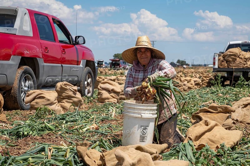 Greeley, Colorado - Farm workers harvest onions, cutting off the leaves and placing the bulbs in brown bags