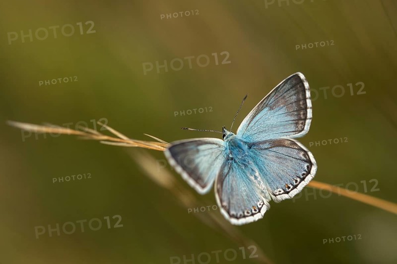 Lysandra coridon, polyommatus coridon, silverblue, silvergreen blue, butterfly, chalkhill blue, insects, butterfly, butterflies
