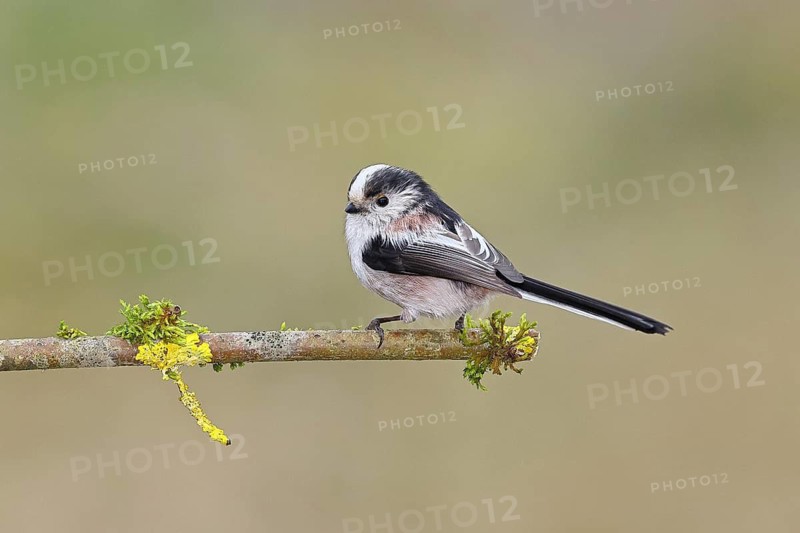 Long-tailed Tit (Aegithalos caudatus), perched on a moss-covered branch, Wilnsdorf, North Rhine-Westphalia, Germany