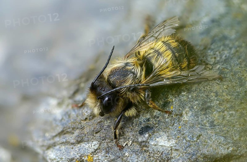 Apidae, bees, horned mason bee, hymenoptera, mason bee, osmia cornuta, insects, male, male