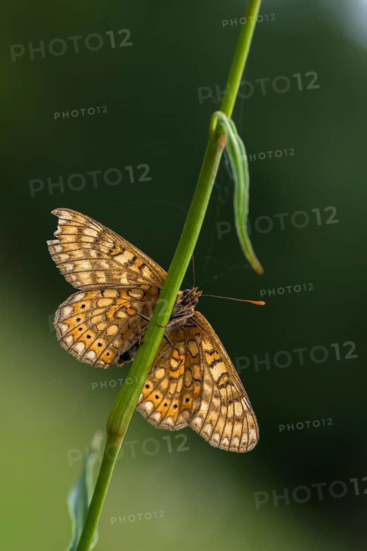 Bite check moth, bite cheek moth, euphydryas aurinia, eurodryas aurinia, golden tick moth, marsh fritillary, melitaea aurinia, scabiotic tick moth, butterfly, high size, portrait format, insects, butterfly, butterflies