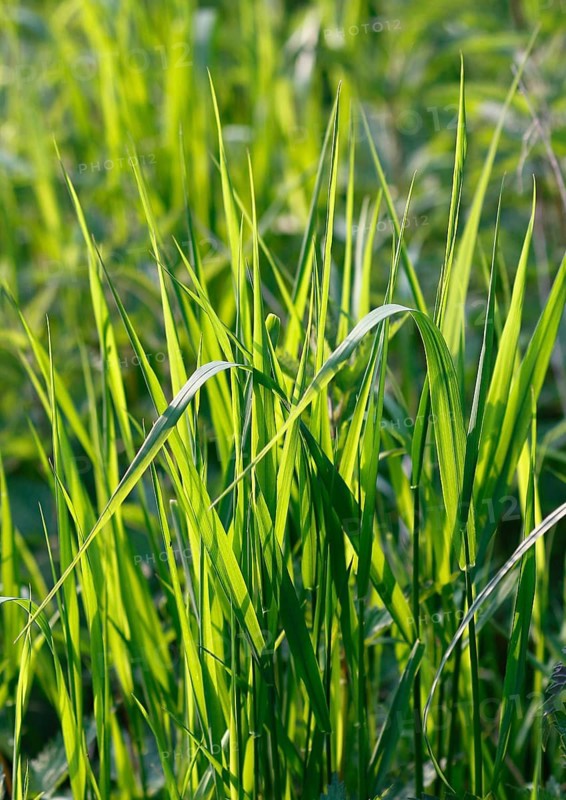 Tall green blades of grass (Gramen), in the evening light, North Rhine-Westphalia, Germany