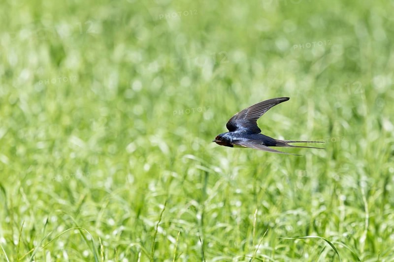 A swallow flying over a green meadow, in motion and at one with nature, a barn swallow (Hirundo rustica) in flight over a green meadow, Mecklenburg-Western Pomerania, Rügen, Germany