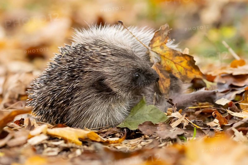 European hedgehog (Erinaceus europaeus) adult animal on fallen autumn colour leaves, England, United Kingdom
