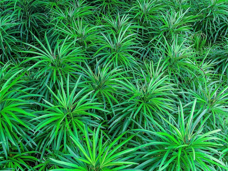 Closeup of green leaves texture background. Green leaves with beautiful pattern in jungle for organic concept. Natural plant in tropic garden. Nature background. Small green leaf in bush background. copy space, Dense cluster of lush green leaves creating a vibrant natural scene
