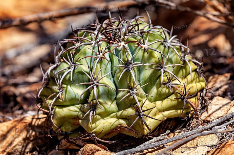 A small, spiny cactus in a dry desert landscape, the distinctive cephalium of a melon cactus in the Caatinga, Brazil (Melocactus)