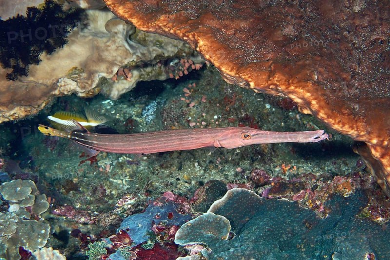 A long-bodied Chinese trumpetfish (Aulostomus chinensis) glides through the coral reef at the Toyapakeh dive site, Nusa Ceningan, Nusa Penida, Bali, Indonesia