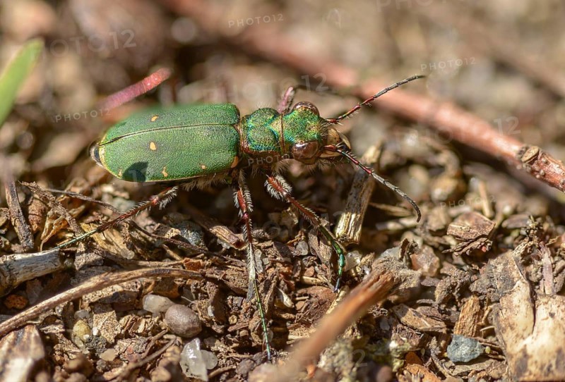 Carabidae, Cicindela campestris, field sandground beetles, sandground beetles, beetles, Coleoptera, arthropods, green tiger beetles, insects, beetles, ground beetles