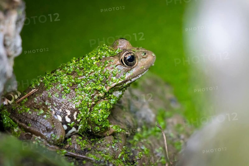 A toad sits in a pond on a rock in Majorca in the La Reserva nature park Park, La Reserva Park, Majorca, Spain