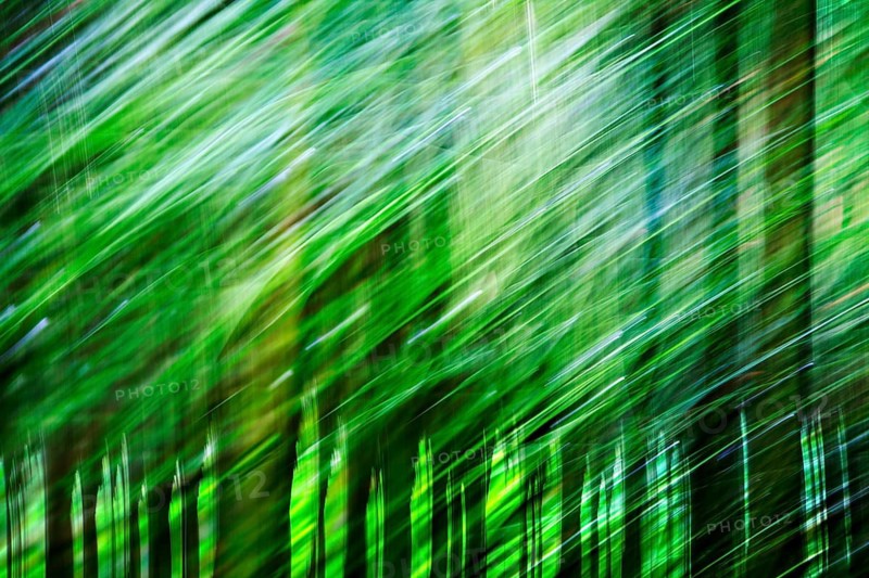 Atmospheric forest, abstract structures, wiping effect, bulb exposure