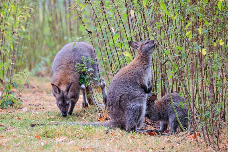 A family of red-necked wallaby (Macropus rufogriseus) sits on a cloudy day amidst tall, dense clumps of stinging nettles, eating the leaves. Eastern Australia, Tasmania, islands of Bass Strait