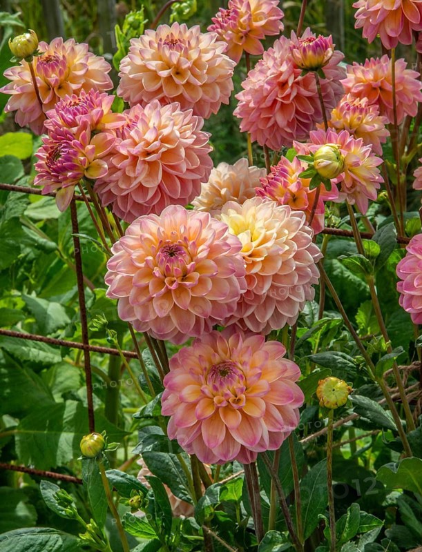 Flowering Dahlias (Dahlia), variety Hapet pastell in the Dahlia Farm in Löderup, Ystad municipality, Skåne County, Sweden, Scandinavia