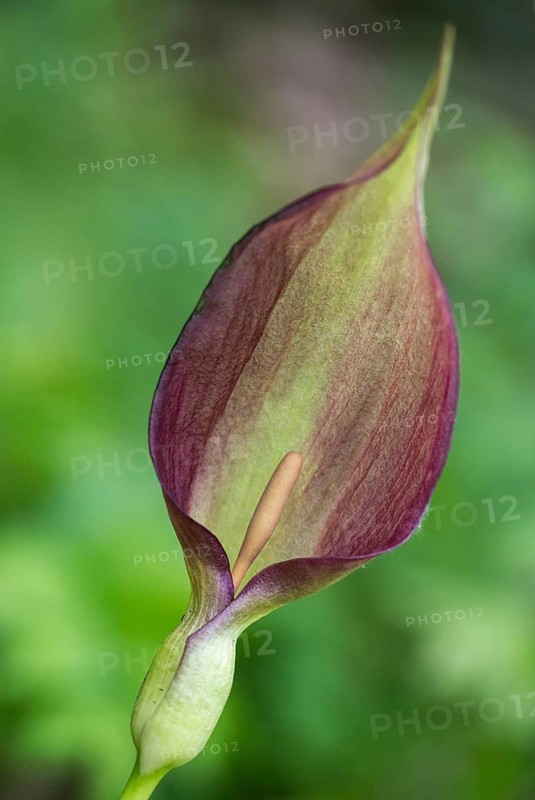 Araceae, Arum Maculatum, Spotted Arum Wand, Adder's Root, Arum Lily, Flora, High Size, Portrait, Plants, Snakeshead, Wild Arum