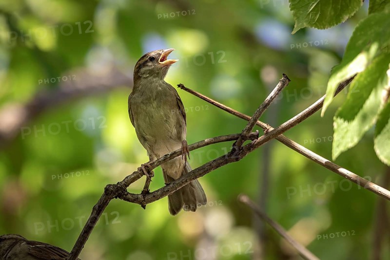 A young sparrow (Passeridae) perched on a twig surrounded by green foliage, Neunkirchen, Lower Austria, Austria