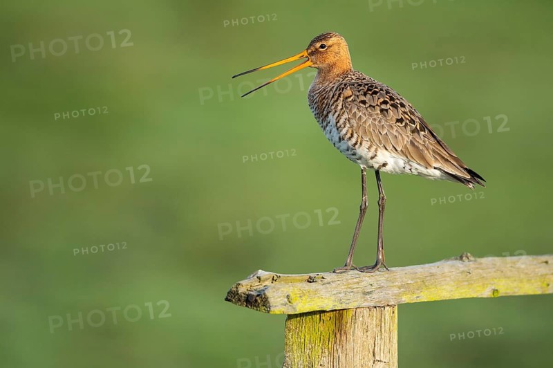 Black-tailed gown Limosa limosa) in a wet meadow, De Waal, Texel, the Netherlands