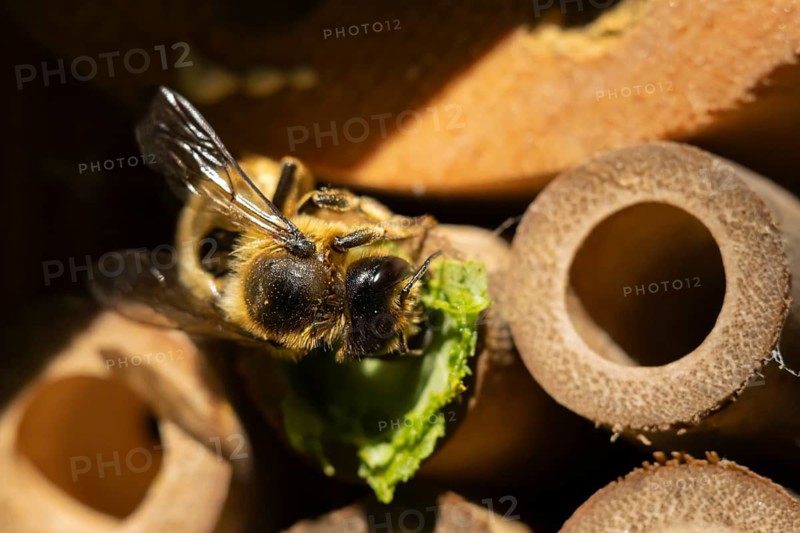 Leafcutter bee (Megachile willughbiella) adult insect building a nest in a garden bee or bug hotel or house in summer, Suffolk, England, United Kingdom