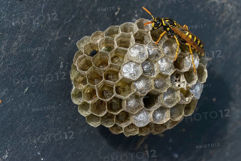 Brighter-colored paper wasp, French field wasp, gallic field wasp, house field wasp, hymenoptera, polistes dominula, vespidae, wrinkle wasp, field wasp, insects, nest